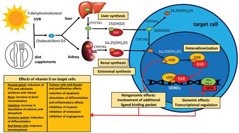 vitamin d for cancer